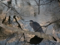 Heron