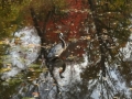 Heron