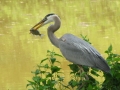 Heron with Fish