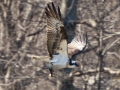 osprey with fish