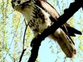 Red-tailed Hawk at the pond spring 2009.