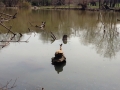 turtles:spring13 deborah Raptopoulos .JPG
