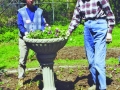 Lucia Droby (left) and Nan St. Goar during a recent renovation of the Formal Garden.