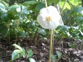 Flower of a May Apple