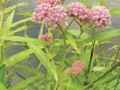 Asclepia incarnate, Swamp milkweed