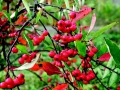 Chokeberry Fall
