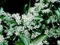 Chokeberry Spring