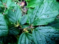 Hamamelis virginiana (aka Common Witchhazel)