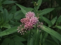 Halls Pond 002