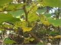 Hamamelis virginiana, common witchhazel blooming at Hall’s Pond fall 2014.jpg