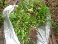 Invasives Pile