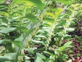 Polygonatum multiflorum
