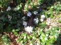 Sanguinaria-canadensis-Bloodroot-near-the-Pond.-1