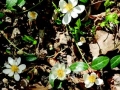 Sanguinaria canadensis, Bloodroot, near the Pond.