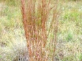 Schizchyrium scoparium, Little Bluestem