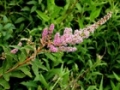 Spirea tomentosa, Steeplebush