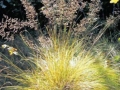 Sporobolus heterolepsis, Prarie dropseed