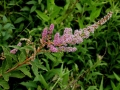 Steeplebush