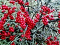 Winterberry