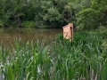Wood Ducks have been visiting the Pond in recent years. Our nesting box might coax a pair to stay longer.