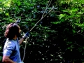 Alex Krieger tackles one of the many invasive vines