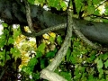 Invasive vines everywhere! Long-neglected climbing vines have been found in all areas of the Sanctuary, smothering bushes, reaching into the canopy and spreading from tree to tree