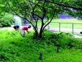 Maintenance volunteers in “Nan’s Meadow” help to reestablish native foliage near the redesigned south entrance. 2013