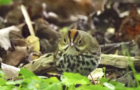 An Ovenbird, one of several species of migrating warblers, at Hall’s Pond Sanctuary in early May. Photo by Fran Perler