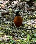 American Robin