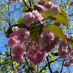 Cherry Blossoms