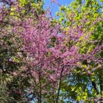 Eastern Red Bud Tree