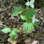 Trillium