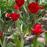 Tulips