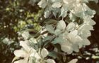 Crab Apple Tree