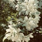 Crab Apple Tree