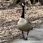 Canadian Goose