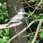 Belted Kingfisher, June 24