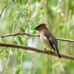 Cedar Waxwing, June 1
(Rob Meyer)
