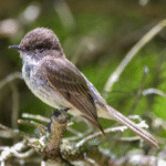 Eastern Phoebe (not at Hall’s Pond).