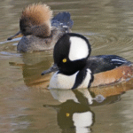 Female and male Hooded Mergansers, January 19
(Peter Lowy)