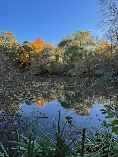 Hall’s Pond in full Autumn.