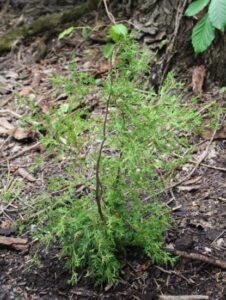 Atlantic White Cedar
