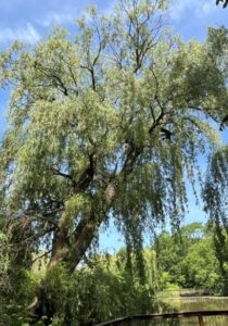 Eastern White Pine