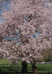 Flowering Cherry