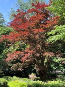 Japanese Maple