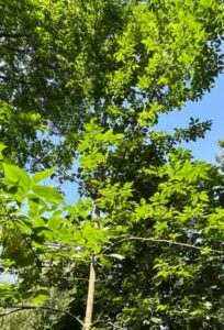 Northern Red Oak