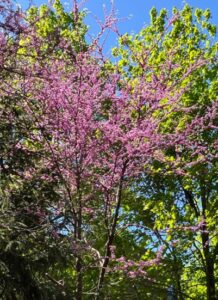 Silver Maple