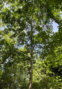 Tree of Heaven