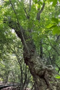Weeping Willow