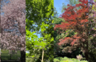 Hall's Pond Tree I-Spy